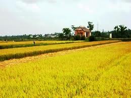 การสร้างสรรค์ชนบทใหม่ในอำเภอเถาะซวน จังหวัดแทงหัว